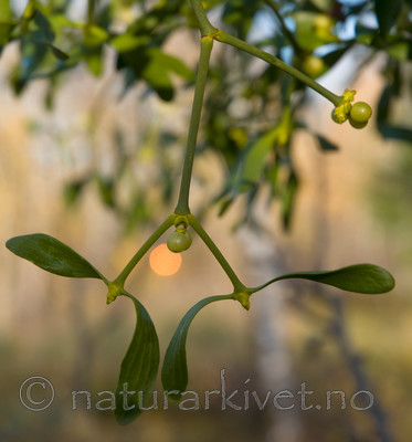 BB 08 0032 / Viscum album / Misteltein